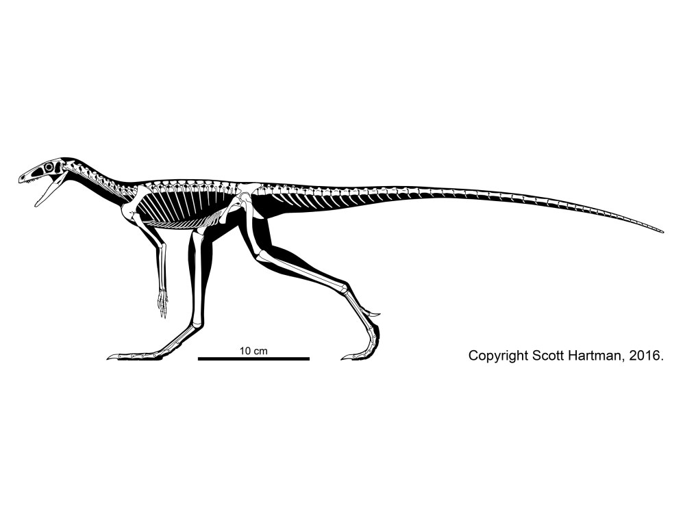 Marasuchus lilloensis