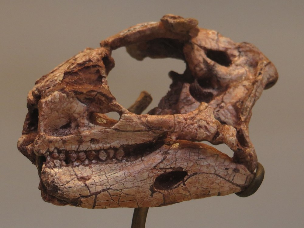 Lesothosaurus diagnosticus