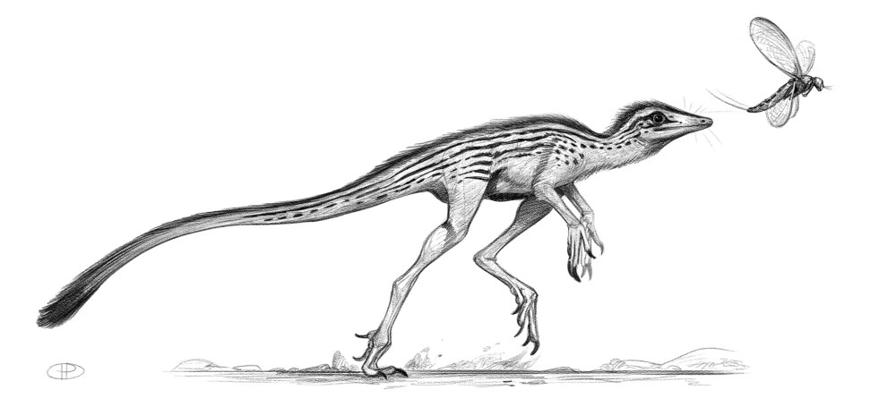 Lagosuchus talampayensis