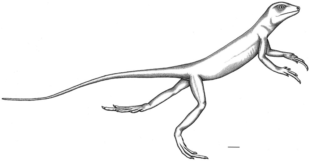 Eudibamus Cursoris