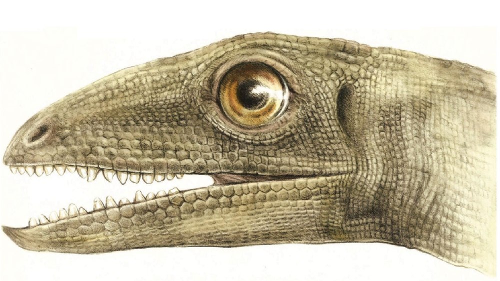 Silesaurus opolensis