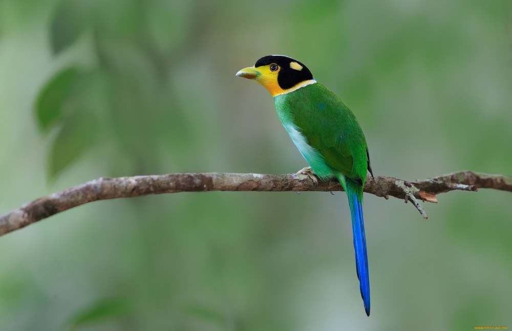 Ширококлювые танагры (Chlorothraupis)