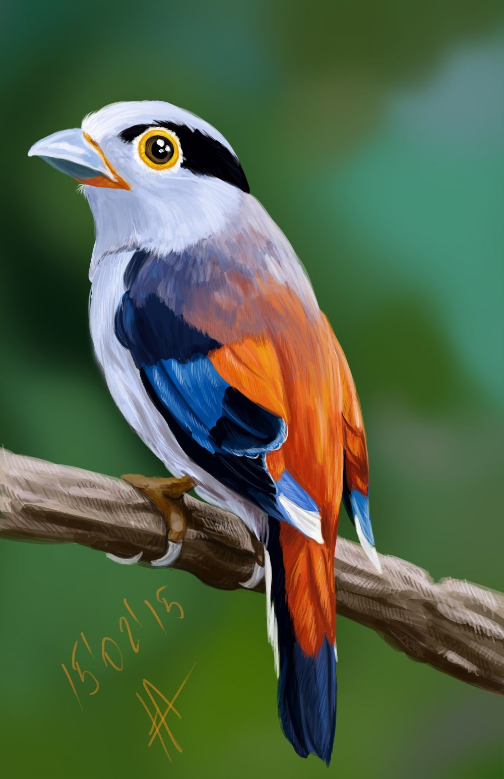 Silver-breasted Broadbill птица