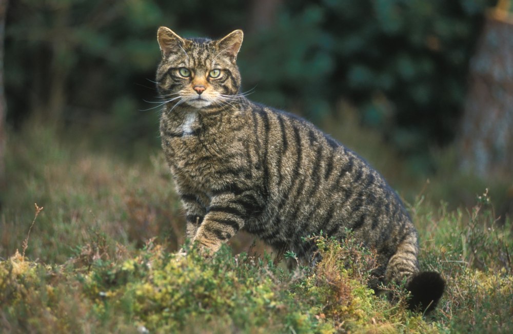 Шотландский дикий Лесной кот