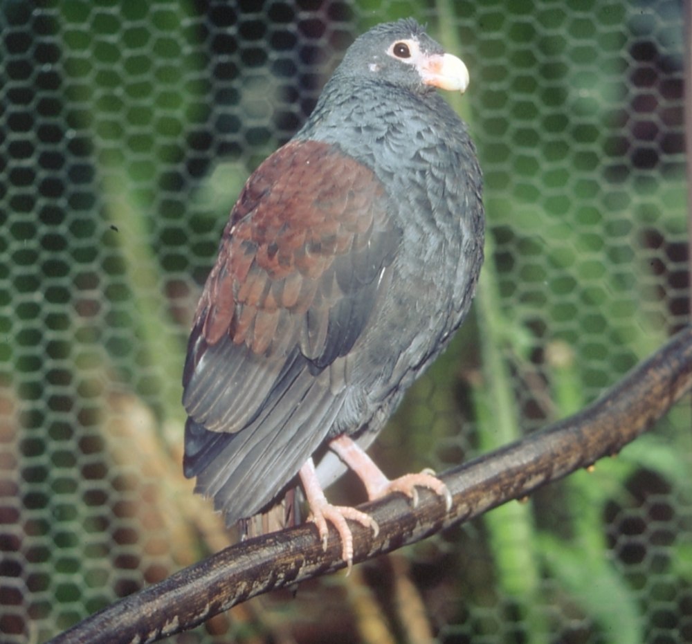 Зубчатоклювый голубь / Didunculus strigirostris