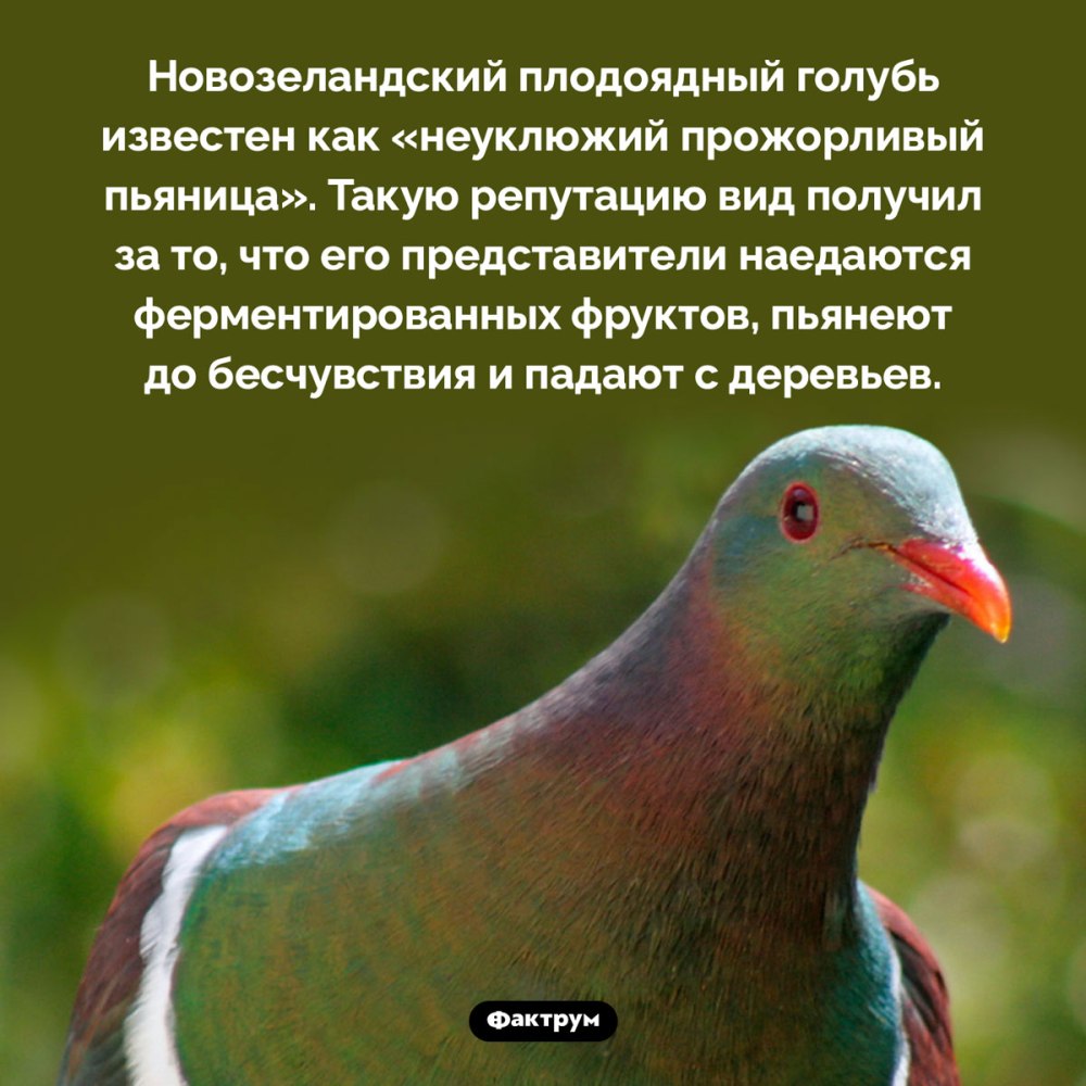 Интересные факты о голубе