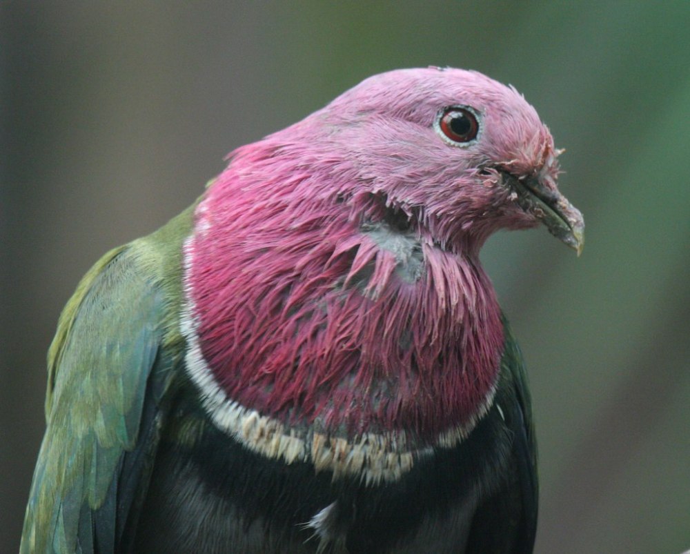 Ptilinopus porphyreus