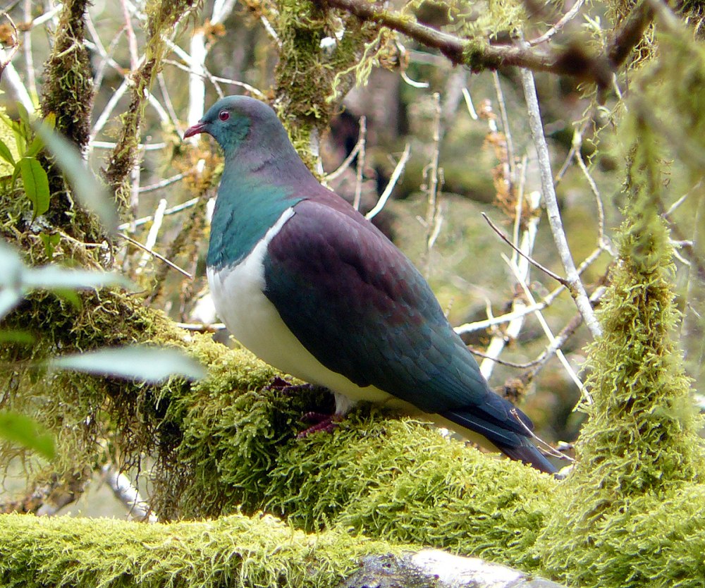 Wood Pigeon новая Зеландия