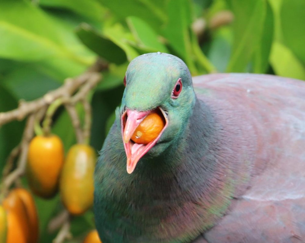 Kererū птица