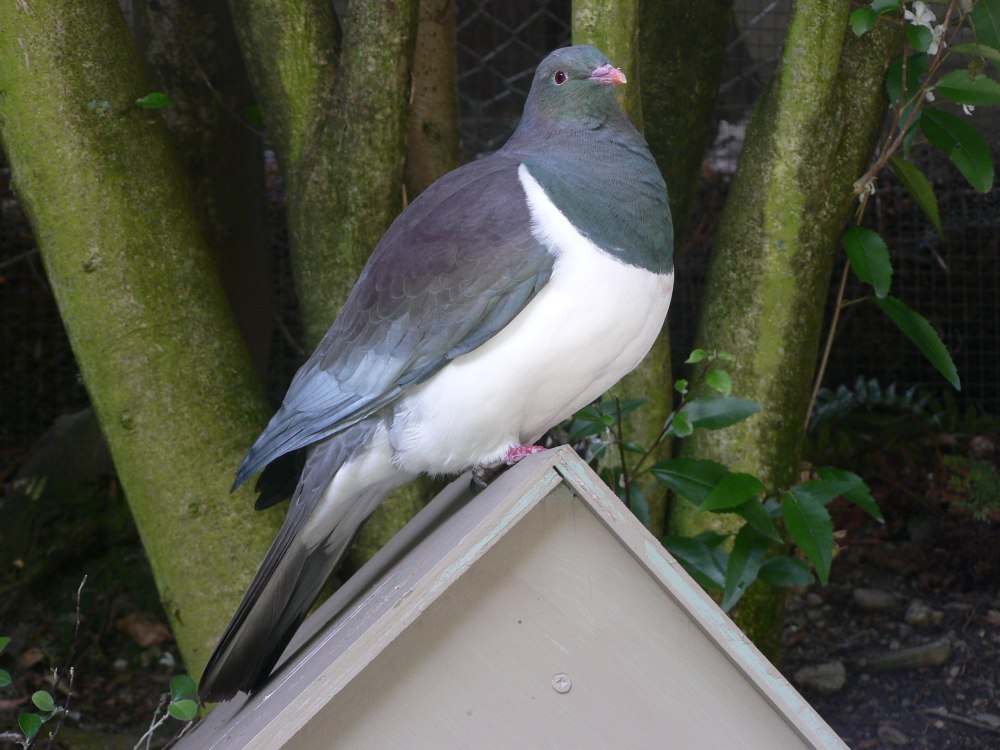 Hemiphaga novaeseelandiae