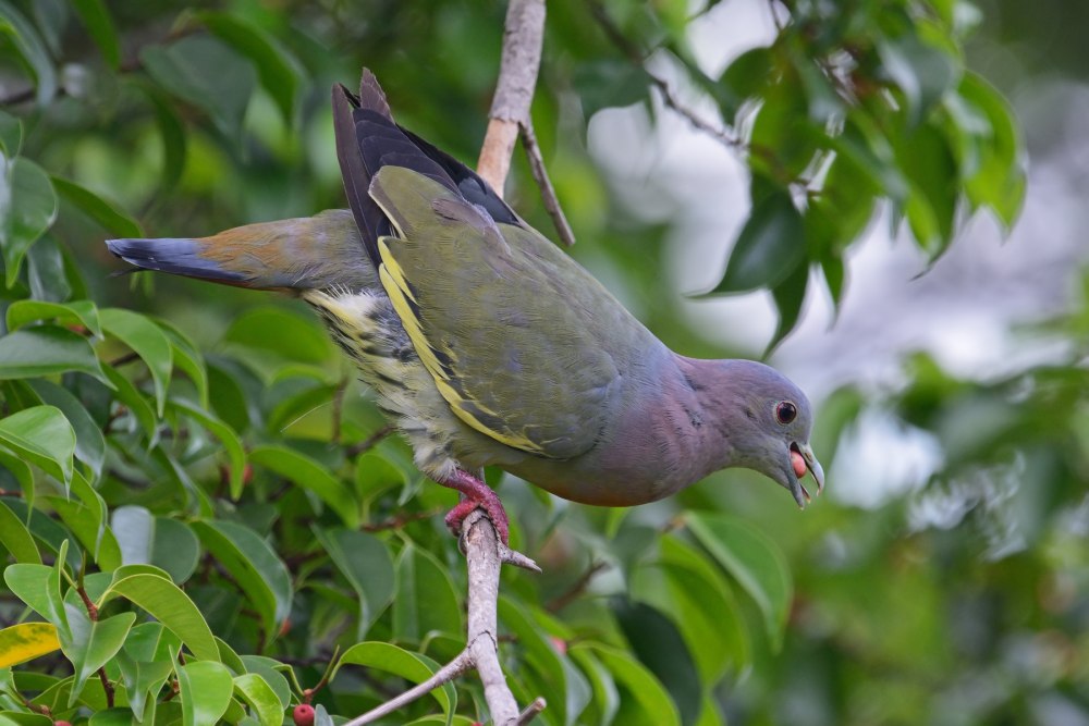 Treron bicinctus