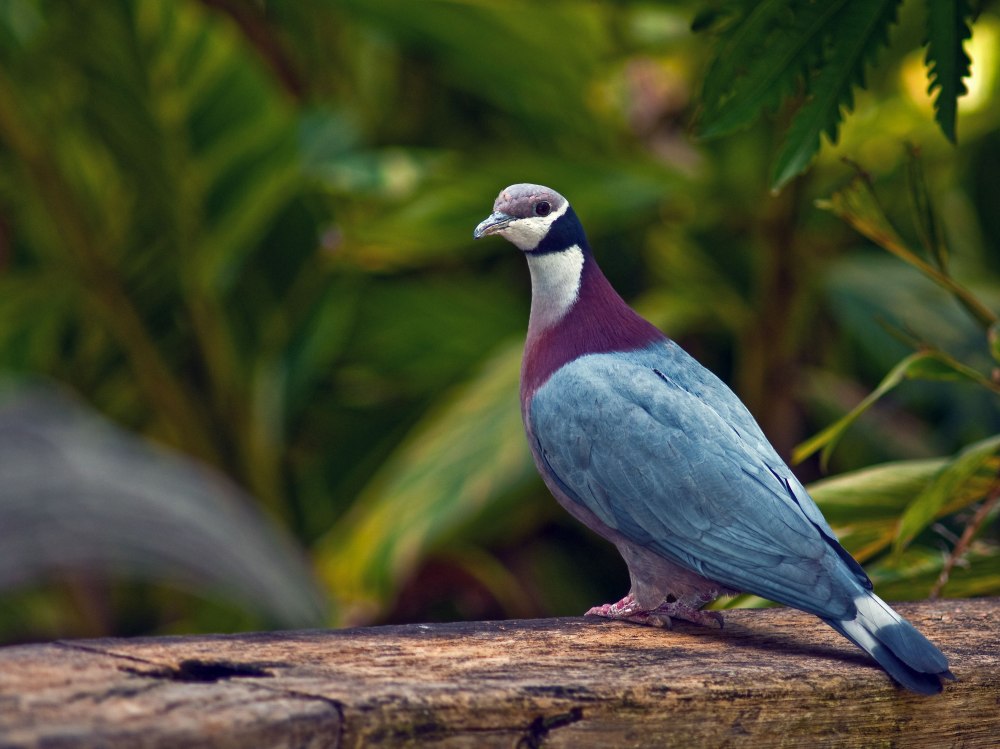 Новозеландский плодоядный голубь