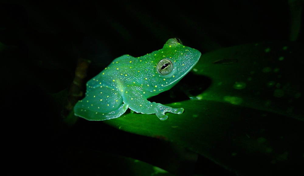 Стеклянная лягушка (лат.Centrolenidae)