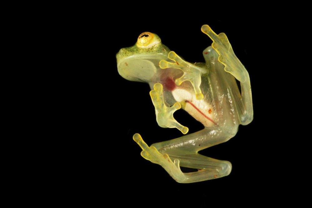 Стеклянная лягушка (Glass Frog)