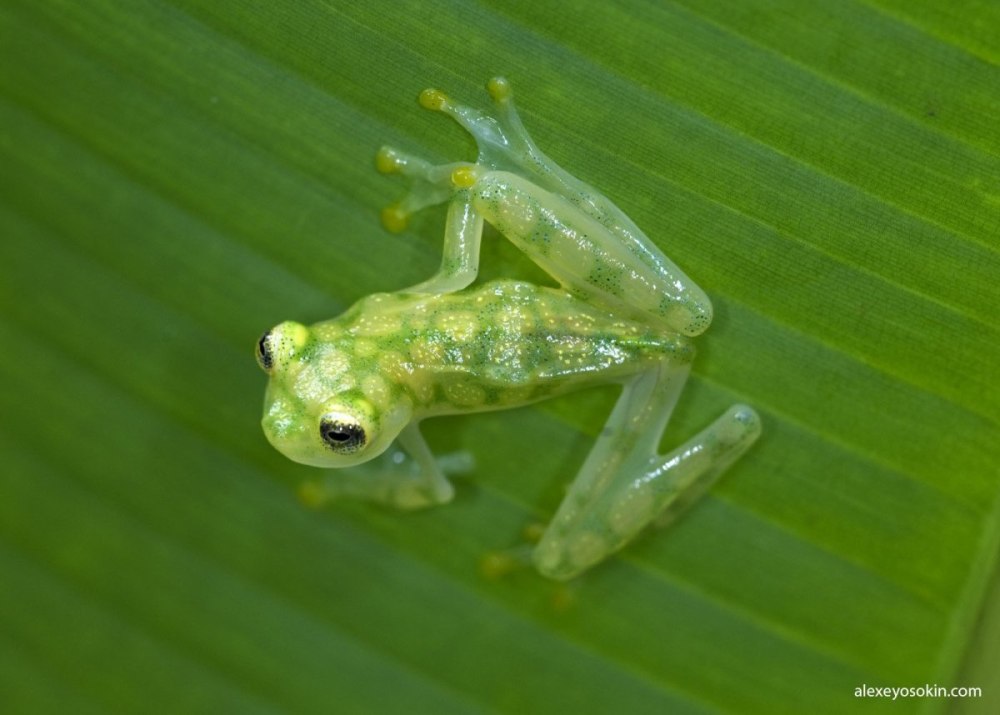 Стеклянная лягушка (лат.Centrolenidae)