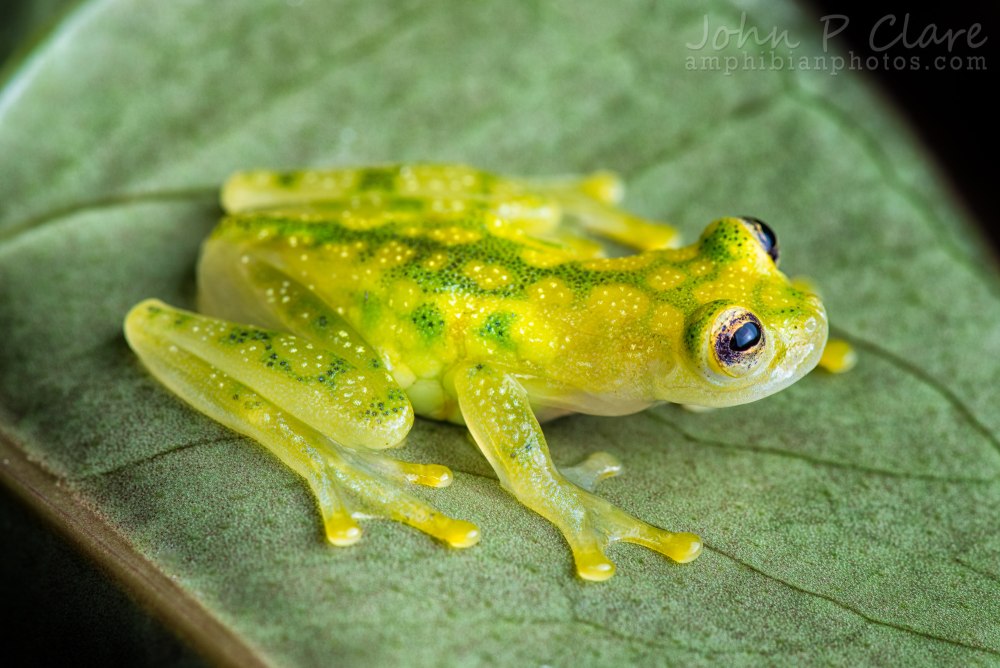 Стеклянная лягушка (Hyalinobatrachium ruedai)