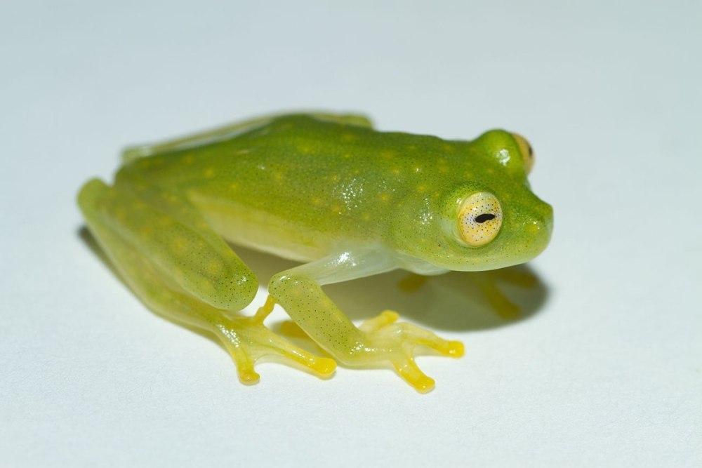 Стеклянная лягушка Флайшмана (Hyalinobatrachium fleischmanni)