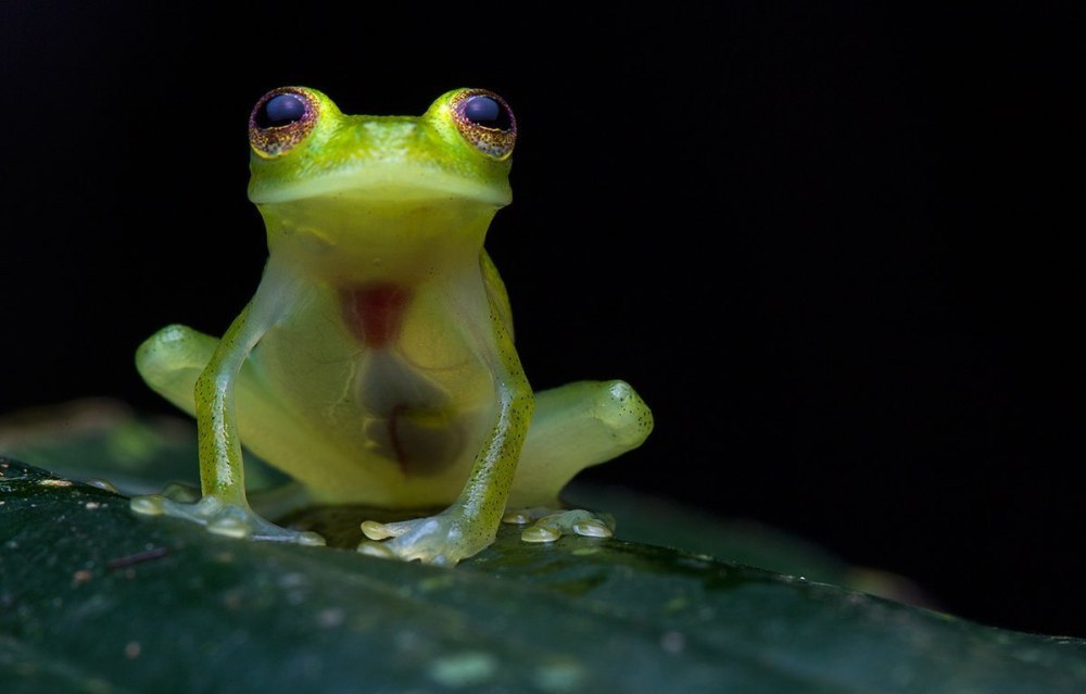 Hyalinobatrachium Dianae