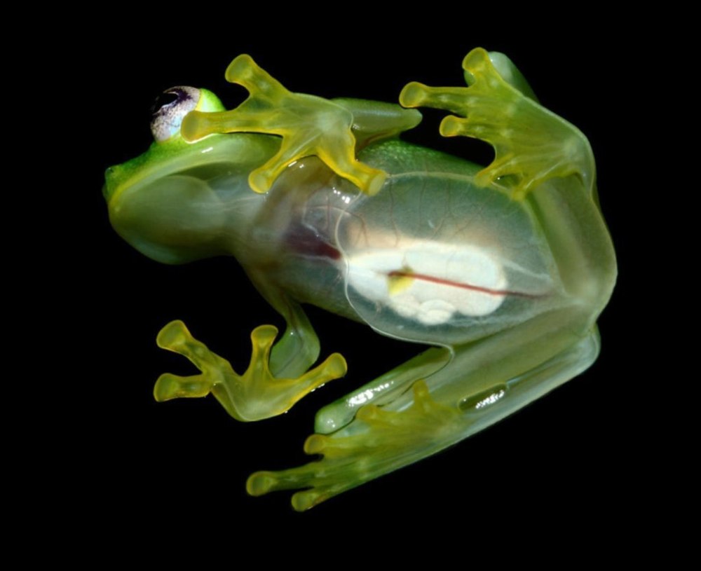 Hyalinobatrachium Dianae