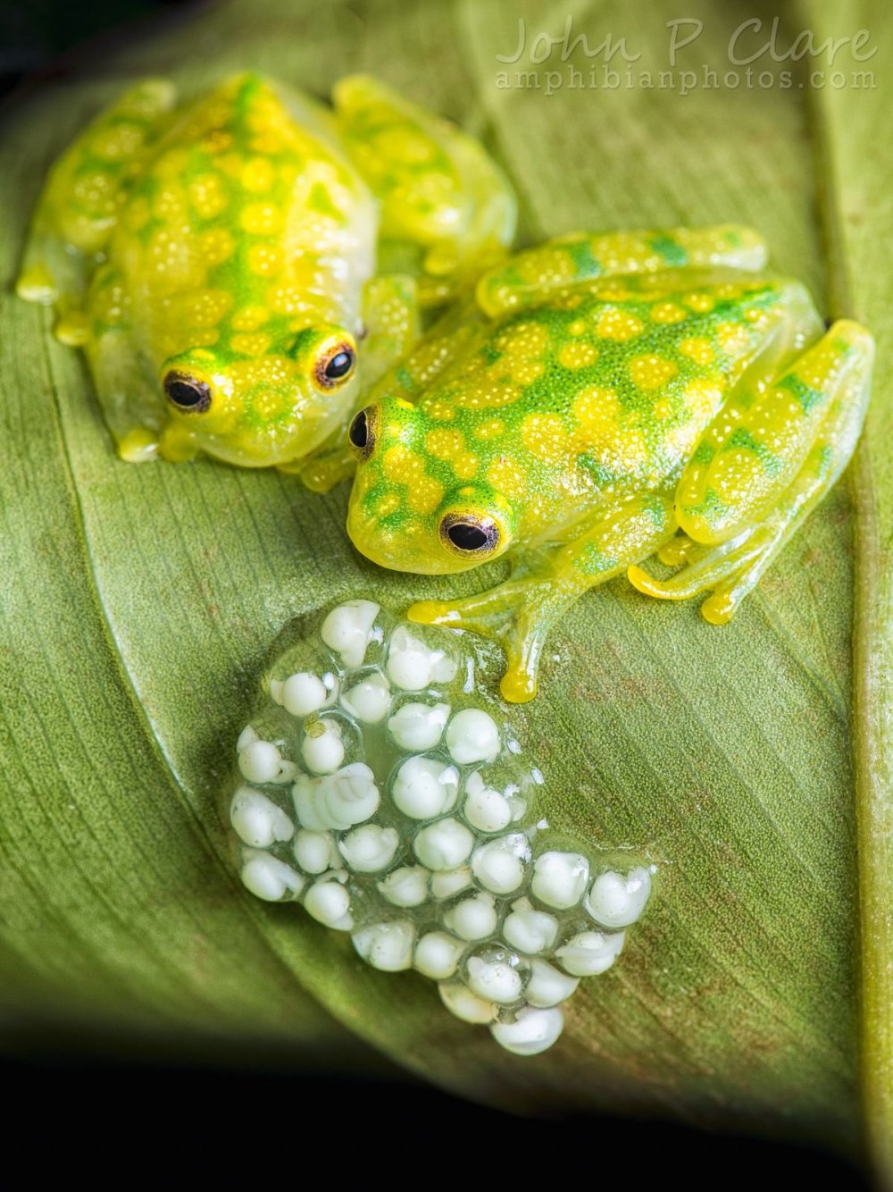 Стеклянная лягушка Флайшмана (Hyalinobatrachium fleischmanni)