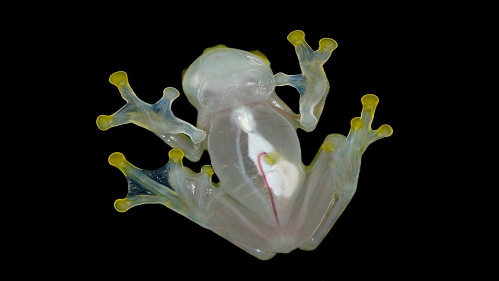 Hyalinobatrachium pellucidum