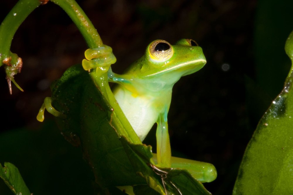 Стеклянная лягушка (Glass Frog)