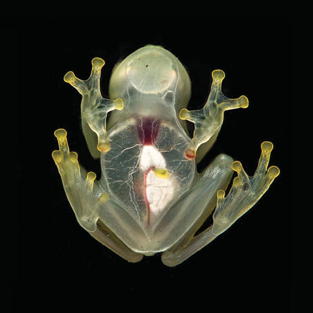 Hyalinobatrachium chirripoi