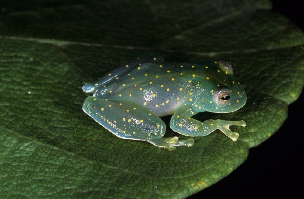 Лягушка Xenopus laevis
