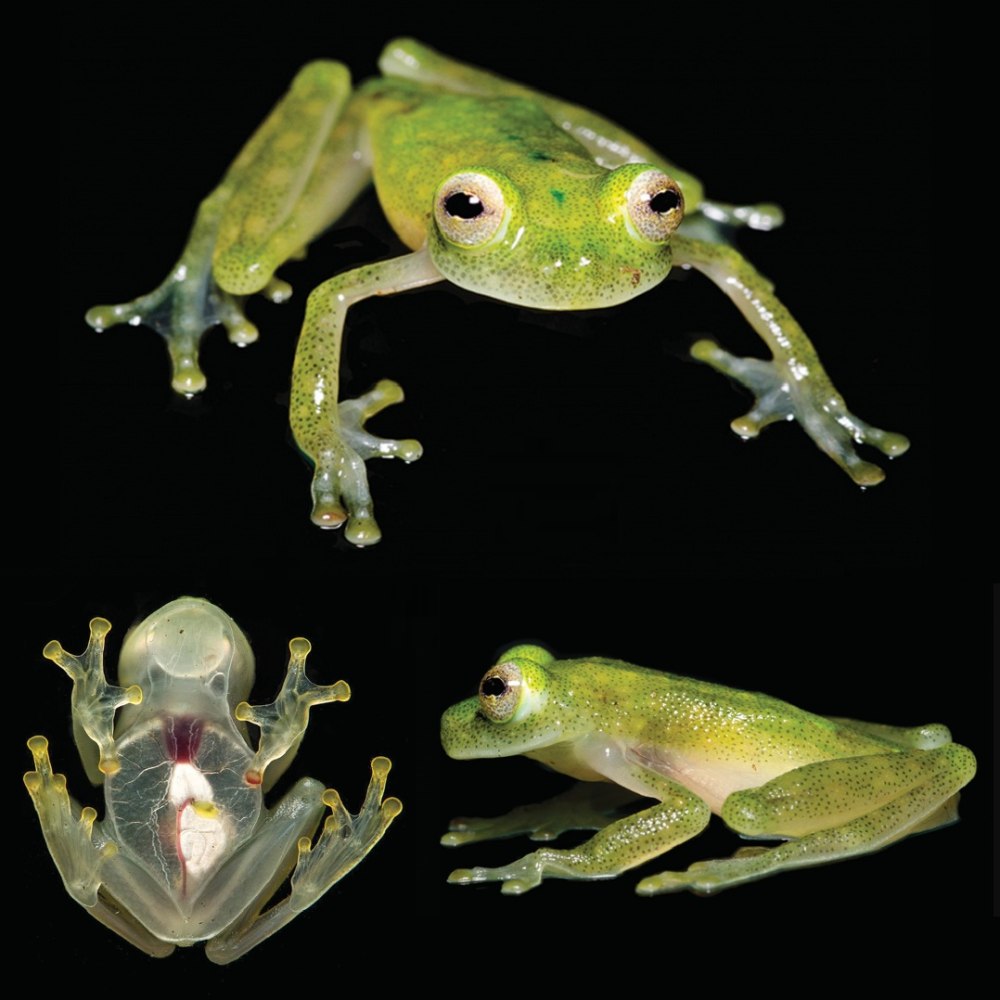 Стеклянная лягушка (Hyalinobatrachium ruedai)