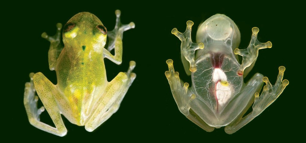 Hyalinobatrachium Dianae