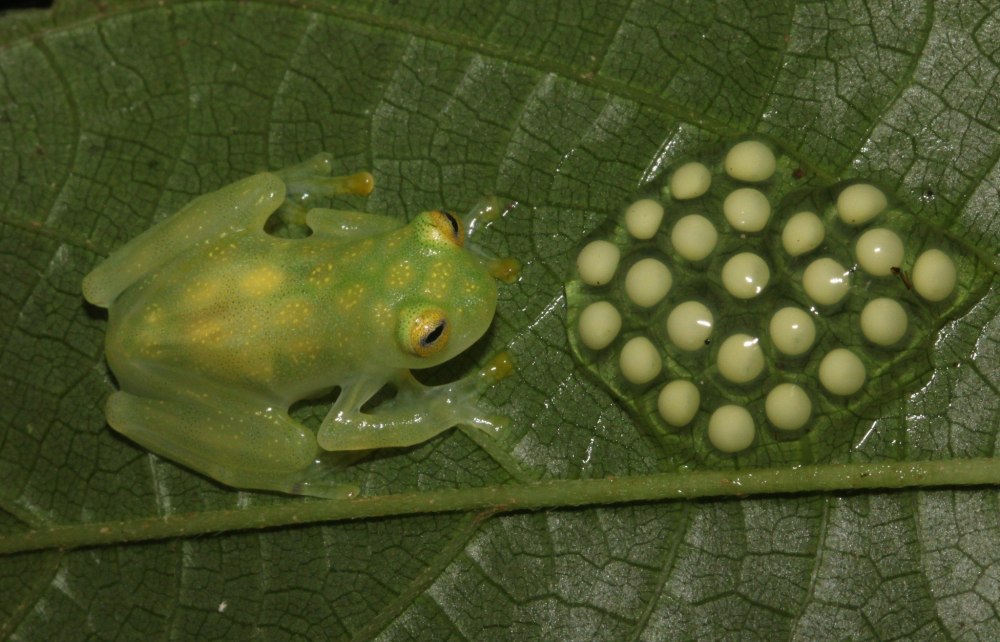 Стеклянная лягушка Флайшмана (Hyalinobatrachium fleischmanni)