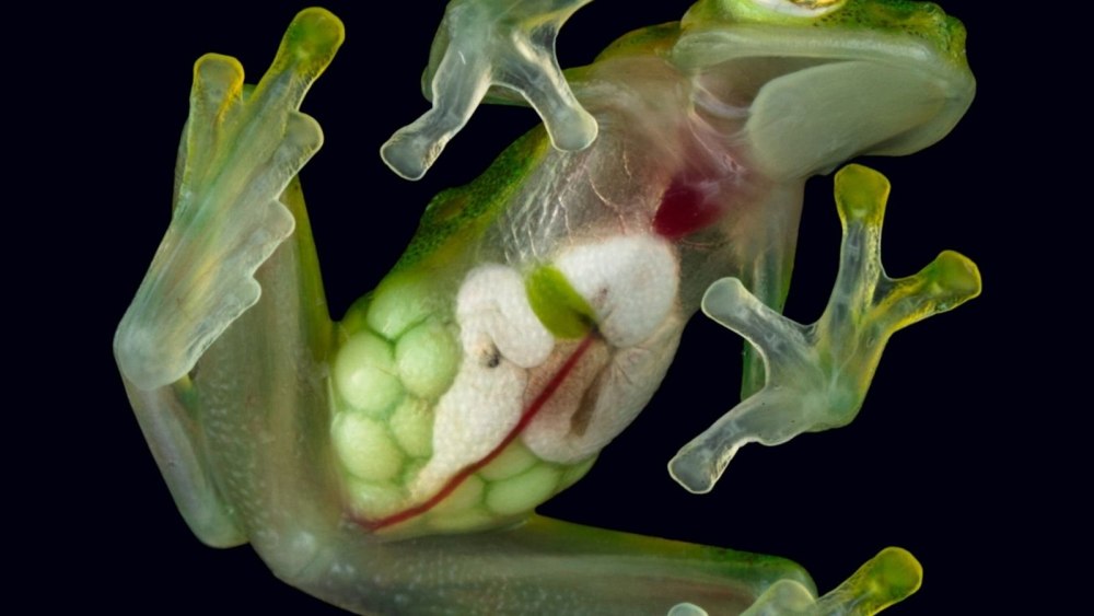Стеклянная лягушка (Glass Frog)