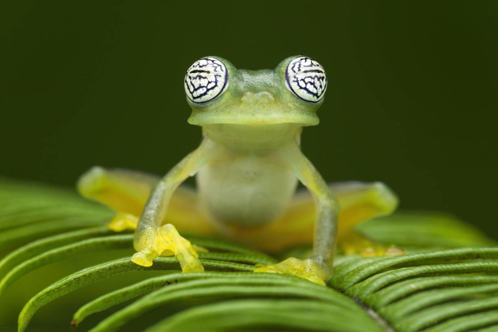 Стеклянная лягушка (Glass Frog)