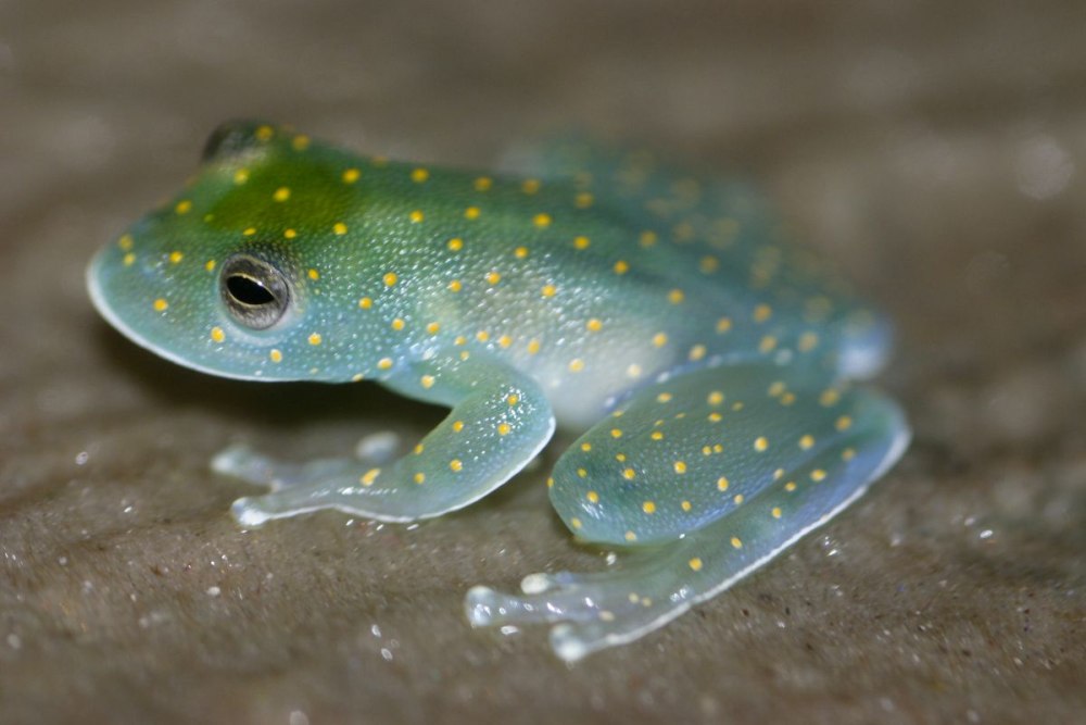 Стеклянная лягушка (лат.Centrolenidae)