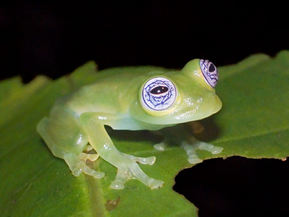 Стеклянная лягушка (лат.Centrolenidae)