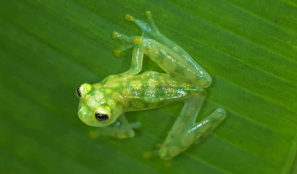 Henry Frog