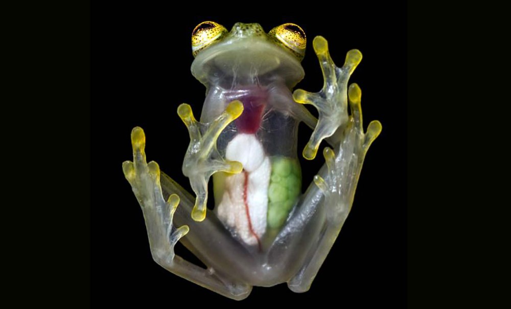 Hyalinobatrachium Dianae