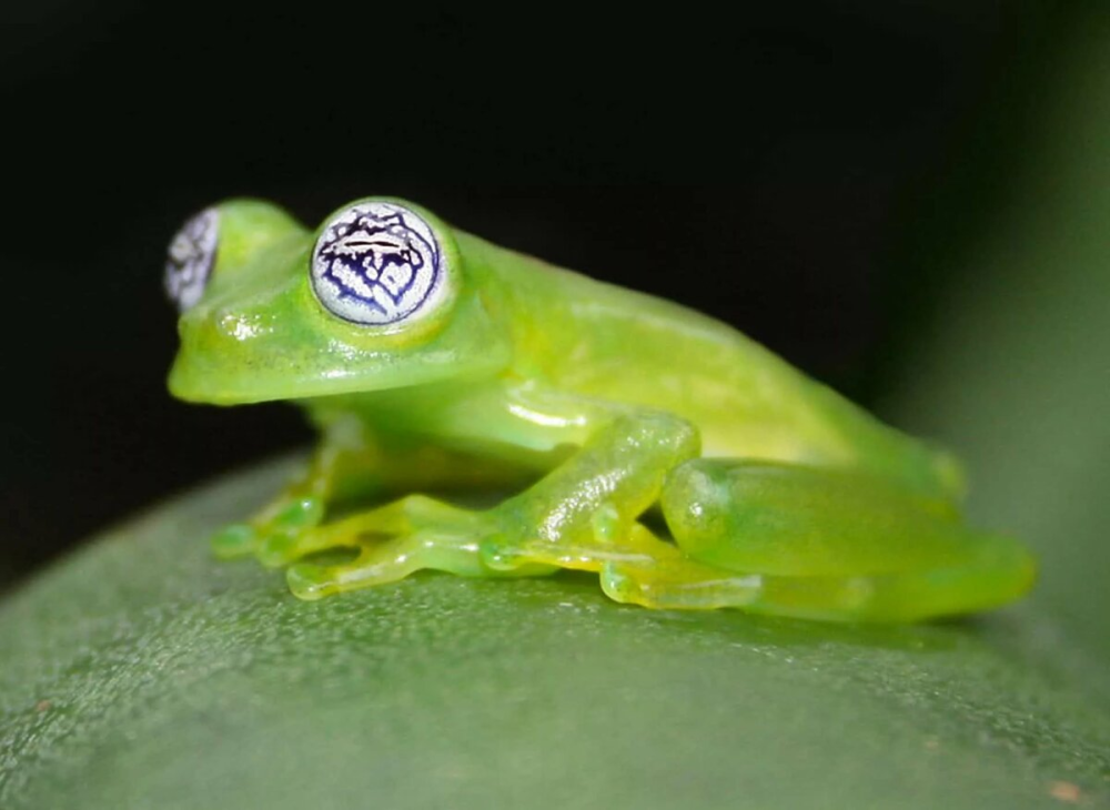 Стеклянная лягушка (Glass Frog)