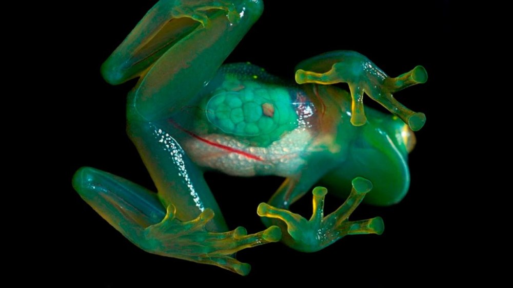 Стеклянная лягушка (Glass Frog)