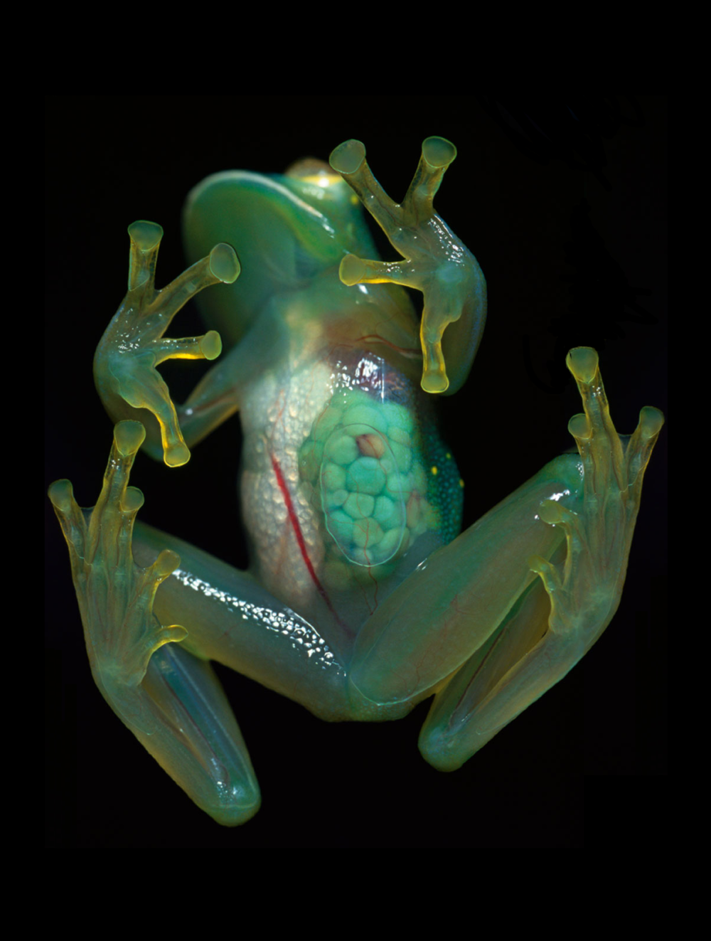 Стеклянная лягушка (Glass Frog)