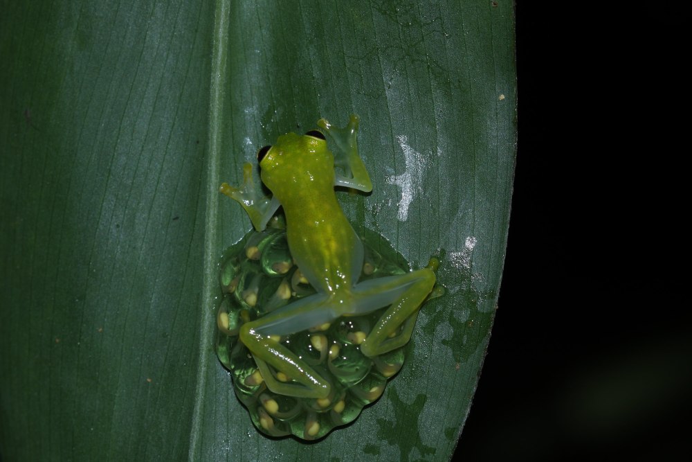 Hyalinobatrachium fleischmanni