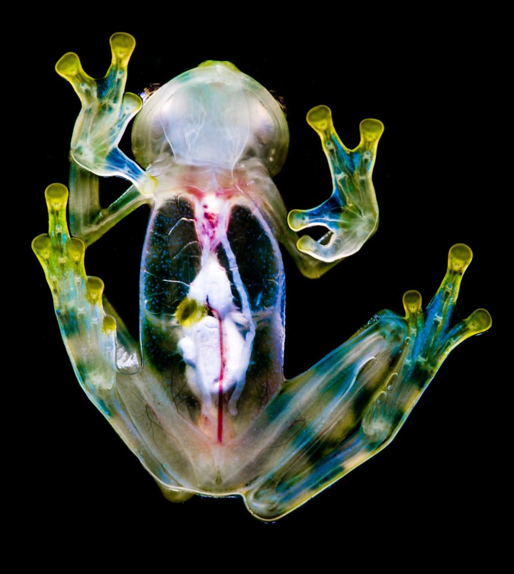 Hyalinobatrachium Dianae