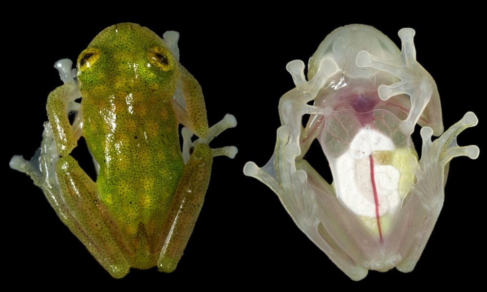 Стеклянная лягушка (Glass Frog)