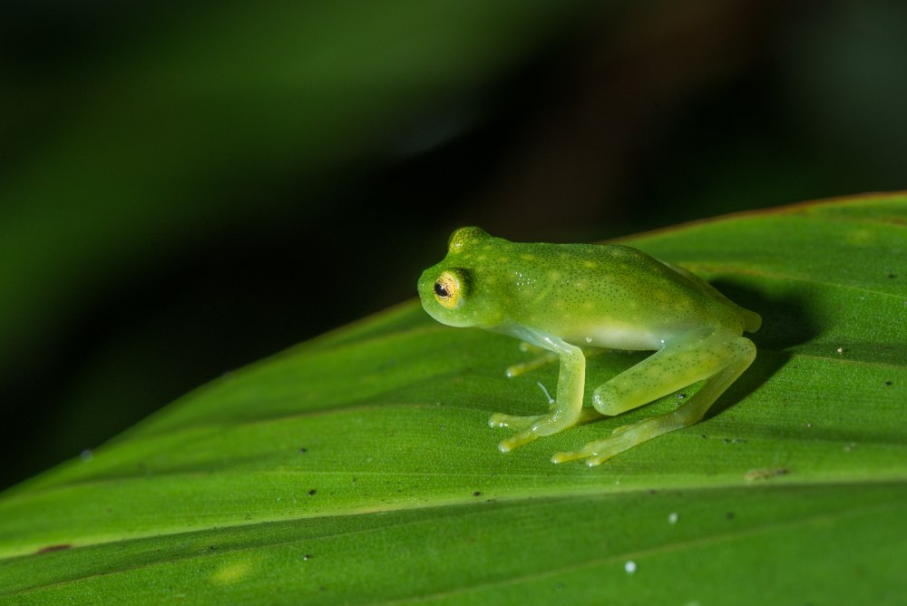 Centrolenidae лягушка