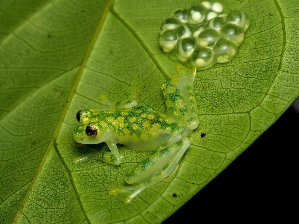 Стеклянная лягушка Флайшмана (Hyalinobatrachium fleischmanni)