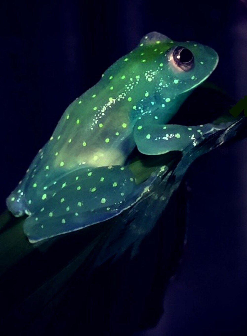 Стеклянная лягушка (Glass Frog)