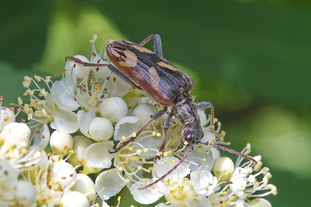 Rhagium (Rhagium) bifasciatum