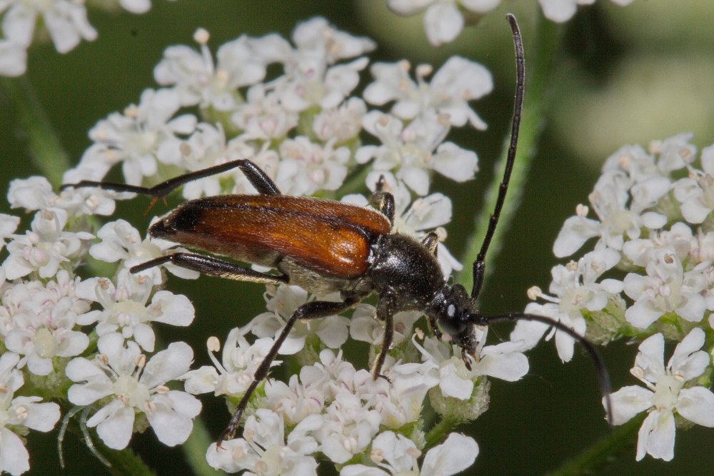 Подсемейство Chrysopsinae
