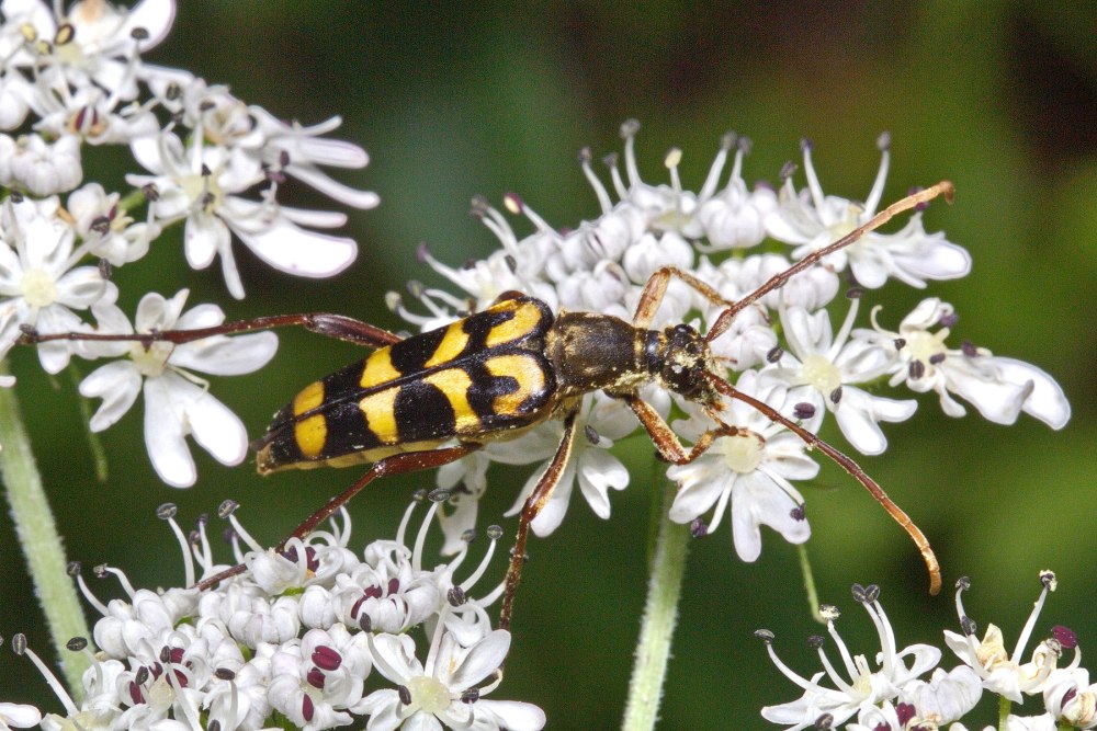 Leptura annularis