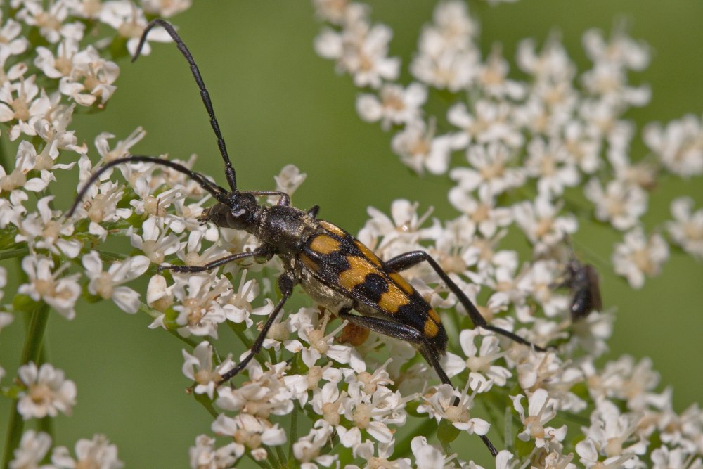 Leptura quadrifasciata
